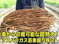 超特大！！　アスパラガス苗　2Lサイズ　素掘り苗　【アスパラ苗】【アスパラ素掘り苗】【アスパラガス苗】