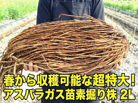 超特大！！　アスパラガス苗　2Lサイズ　素掘り苗　【アスパラ苗】【アスパラ素掘り苗】【アスパラガス苗】