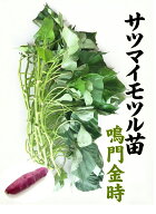 【2026年　予約商品】本場徳島産サツマイモ切り苗　【芋ズル】　鳴門金時　　なると金時【野菜苗】 【イ…