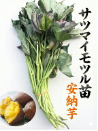 【2026年　予約商品】安納芋苗　10本　サツマイモ切苗　【芋ズル】【野菜苗】【薩摩芋苗】【安納芋苗】 …