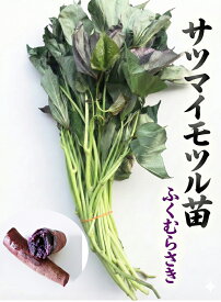 【2026年　予約商品】ふくむらさき　紫芋　10本　サツマイモ切り苗(登録品種　ふくむらさき　海外持ち出し禁止)　【芋ズル】【野菜苗】【薩摩芋苗】【紫芋苗】 【イモズル】【サツマイモ苗】