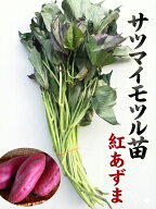 【2026年　予約商品】紅あずま　サツマイモ切り苗　10本【芋ズル】　【野菜苗】【薩摩芋苗】【イモズル】…