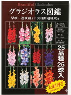 25品種の大ボリューム！！グラジオラス球根　グラジオラス図鑑　25品種25球入り
