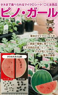 【予約商品】　ピノガール　1本　　接木苗　【西瓜苗】【家庭菜園】【野菜苗】