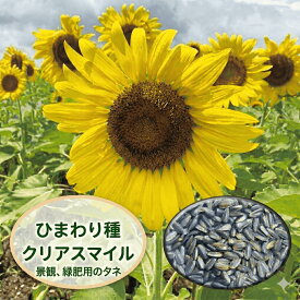 ひまわり種子　矮性(低段開花性)ひまわり種子　クリアスマイル　　【大容量　ひまわり種子】【景観用ひまわり種子】【緑肥用ひまわり種子】