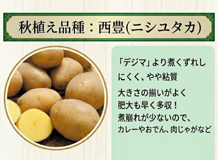楽天市場】【8月初旬〜中旬ごろ発送予定】じゃがいも種子 西豊 