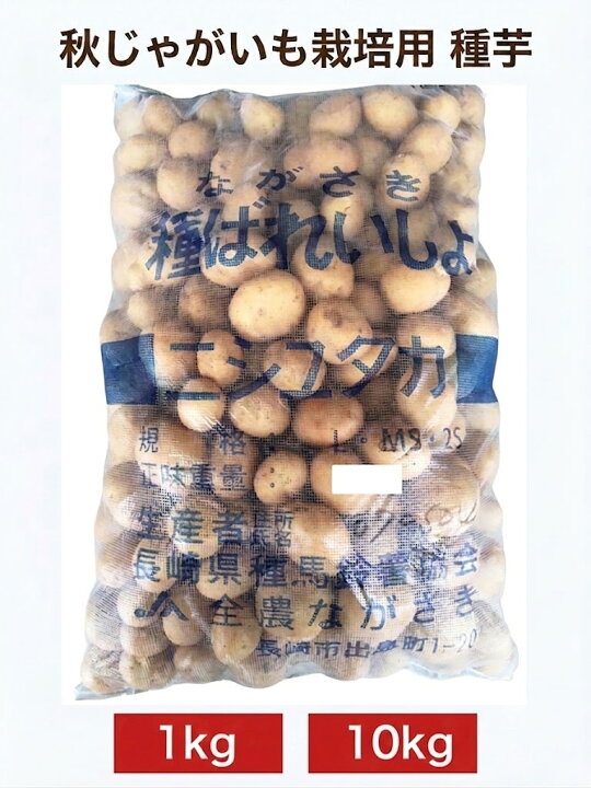 楽天市場】【8月初旬〜中旬ごろ発送予定】じゃがいも種子 西豊 