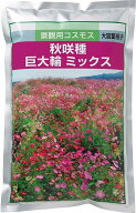 景観用コスモス　秋咲巨大輪混合　【花の種】【緑化事業】【コスモス　種】【コスモス種子】【コスモス大…