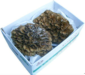 i ߂Ђ j  LY 2 800g z  }C^P ܂ W{ ۏ͔| ̂ _CGbg ̂_CGbg It  NHi Y Mtg 蕨 