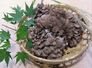 i߂Ђj@1 400g }C^P ܂ W{ ۏ͔| ̂ _CGbg ̂_CGbg It  NHi Y Mtg 蕨 ̓ o^[
