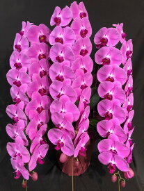 楽天市場 胡蝶蘭 濃いピンクの通販