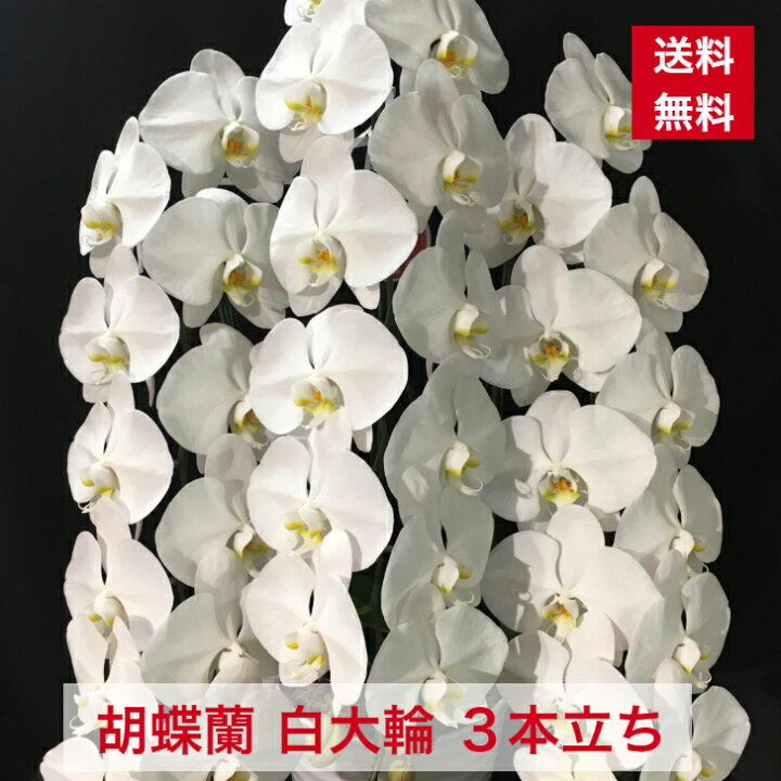 半額sale 胡蝶蘭 開店祝い 転勤花 退職花 昇進花 昇格花 栄転花 就任祝い花 移転祝い 開院祝い 開業祝い 花 2本立ち 白 鉢 ギフト 洋ラン 誕生日 記念日 式典