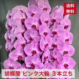 楽天市場 胡蝶蘭 ピンクの通販