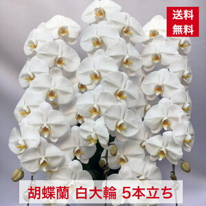 ID1006 Ӓ  5{  R`E  m m JX J J@ I[v N j j j AC i vH Vz I v[g o[Xf[ a  傤 It