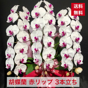 生花 3本立ち 胡蝶蘭の人気商品 通販 価格比較 価格 Com