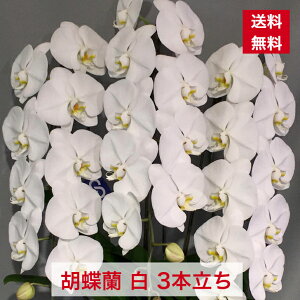 ID1001 Ӓ 3{  R`E  m m JX J J@ I[v N j j j ACVz ړ] Mtg 䋟 ފ  䋟 䋟  Ӓ  