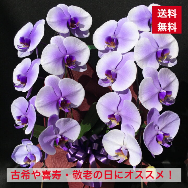 楽天市場 胡蝶蘭 パープル ２本立ち 送料無料 お祝い 開店 開業 開院 周年 御祝 移転 昇進 新築 就任 当選 祝 誕生日 竣工 お祝いギフト 父の日 栄転 発表会 個展 紫 バースデー 楽屋 舞台 花 洋ラン オープン 紫胡蝶蘭 パープル胡蝶蘭