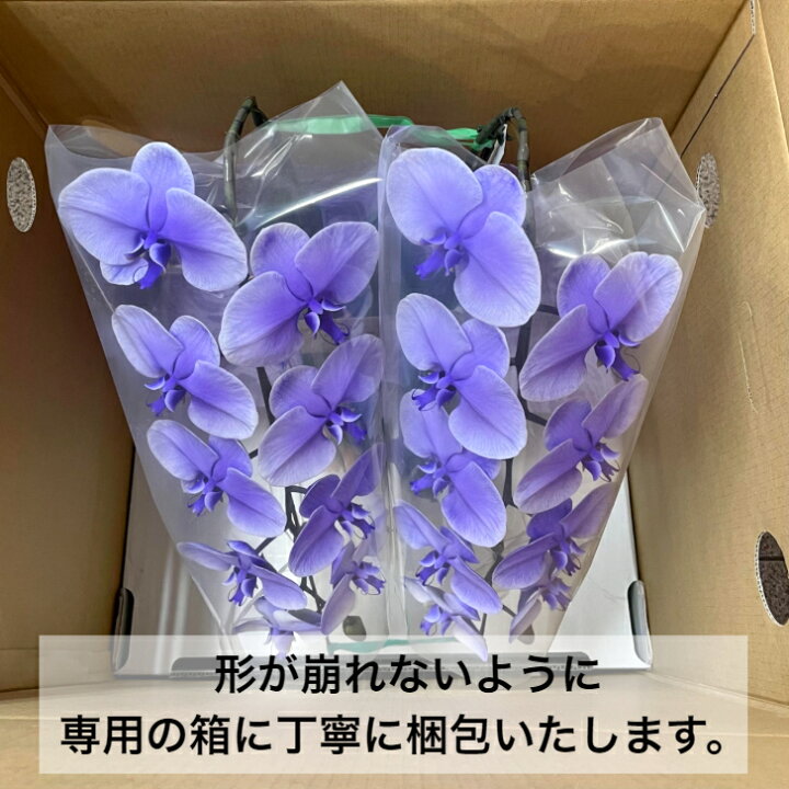 楽天市場】胡蝶蘭 パープル 2本立ち 送料無料 母の日 父の日 お祝い 