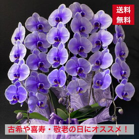 楽天市場 紫 胡蝶蘭の通販 楽天市場 紫 胡蝶蘭の通販