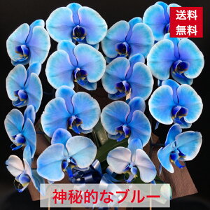 Ӓ u[ 2{  ̓ j JX J J@ N j ړ] i Vz AC j a ̓ h] \ W  o[Xf[ y   I[v u[Ӓ 8136 