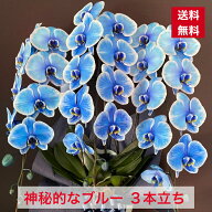 胡蝶蘭 ブルー 3本立ち 送料無料 父の日 お祝い 開店 開業 開院 周年 御祝 移転 昇進 新築 就任 当選 祝 …