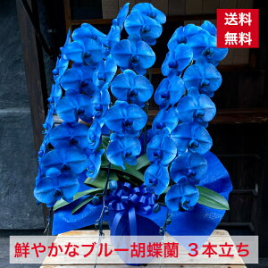 胡蝶蘭 生花の人気商品 通販 価格比較 価格 Com 胡蝶蘭 生花の人気商品 通販 価格比較 価格 Com