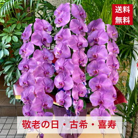 楽天市場 古希 紫 鉢花 花 観葉植物 花 ガーデン Diyの通販