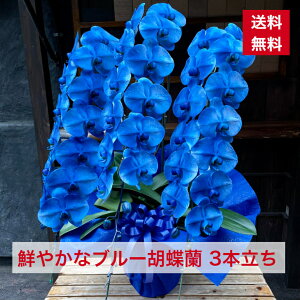 胡蝶蘭 青の人気商品 通販 価格比較 価格 Com