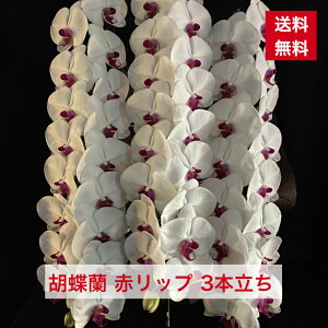 ID1008 Ӓ ԃbv 3{     j a AC i Vz I ԃMtg hV hV̓ ފ  䋟 䋟  蕨 R`E 傤 It
