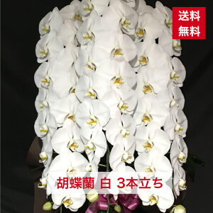 iID1009 Ӓ  3{   ̓ ̓   j a AC i Vz ԃMtg ފ  䋟 䋟  蕨 jMtg R`E 傤