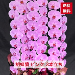 ID1010 胡蝶蘭 ピンク 3本立ち 大輪 送料無料 父の日 花 お花 祝い お誕生日 就任 昇進 新築 当選 花ギフト 敬老 御供え 御供 供花 贈り物 お祝いギフト コチョウラン こちょうらん オフ
