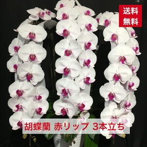 ID1002 Ӓ ԃbv 3{   ̓   j a AC i Vz I ԃMtg hV hV̓ ފ  䋟 䋟 R`E 傤