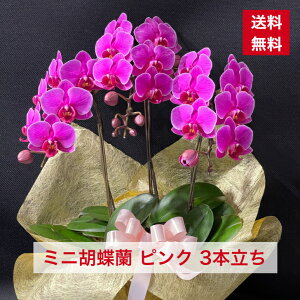 y̓Mtgz~jӒ sN 3{  ̓ ̓   j a AC i Vz I ԃMtg ފ  䋟 䋟  蕨 jMtg 2536 R`E