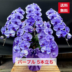 紫 胡蝶蘭の通販 価格比較 価格 Com