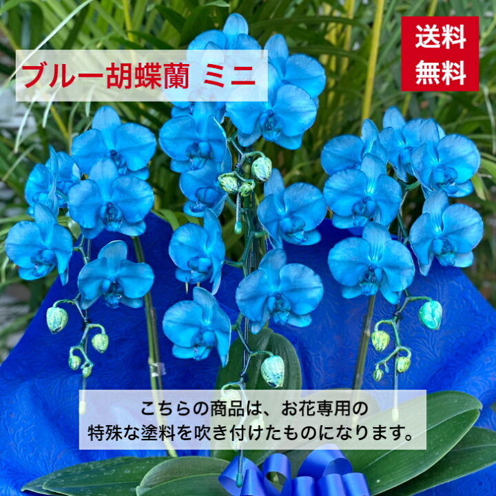楽天市場 ブルー ミニ胡蝶蘭 送料無料 ギフト 青 コチョウラン お祝い 開店 御祝 移転 祝 誕生日 お祝いギフト バースデー 花 父の日 洋ラン オープン アマビリス 胡蝶蘭 ブルー胡蝶蘭 青胡蝶蘭 青い胡蝶蘭 敬老の日 敬老 賀寿 喜寿 古希 カラー胡蝶蘭 ｃｌｏｖｅｒ