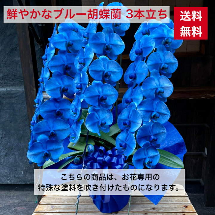 楽天市場 ブルー胡蝶蘭 ３本立ち 送料無料 ブルー 青 お祝い 胡蝶蘭 コチョウラン 開店 開業 開院 御祝 父の日 移転 祝 誕生日 バースデー 花 オープン ブルーの胡蝶蘭 青胡蝶蘭 青い胡蝶蘭 敬老の日 敬老 喜寿 古希 還暦 賀寿 カラー胡蝶蘭 ｃｌｏｖｅｒ ｆｌｏｗｅｒ