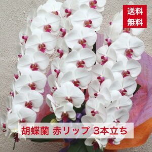 iID1015 Ӓ ԃbv  3{  Ԗ Ԕ  g R`E 傤 Mtg hV hV̓ aj JXj Vz Vzj I Ij y  {