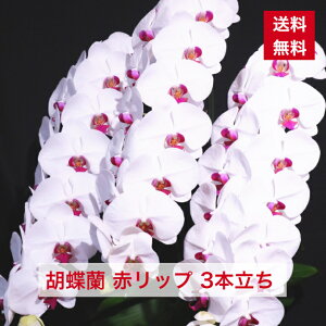 iID1016 Ӓ ԃbv  3{  Ԗ Ԕ  g R`E 傤 Mtg hV hV̓ aj JXj Vz Vzj I Ij y  {