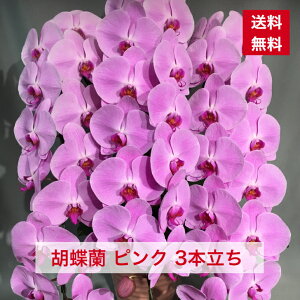 商品ID1004 胡蝶蘭 ピンク 大輪 3本立ち 送料無料 かわいい コチョウラン こちょうらん ギフト 贈り物 花ギフト 敬老 敬老の日 誕生日祝い 開店祝い 祝い 当選 当選祝い 楽屋花 豪華 ボリューム