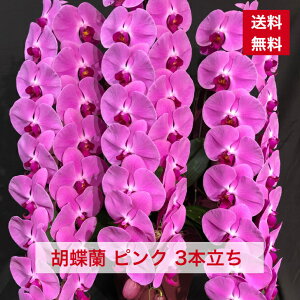 ID1017 Ӓ sN  3{  킢 R`E 傤 Mtg 蕨 ԃMtg hV hV̓ aj JXj Vz Vzj I Ij y  {