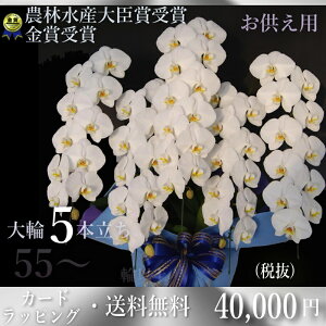 Ӓ5{55ֈȏ(Q܂)Ӓ5{EӒ(R`E)Ӓ5{/Ӓ 5{/Ӓ /ԁE@ yEӒzӒ@vH@