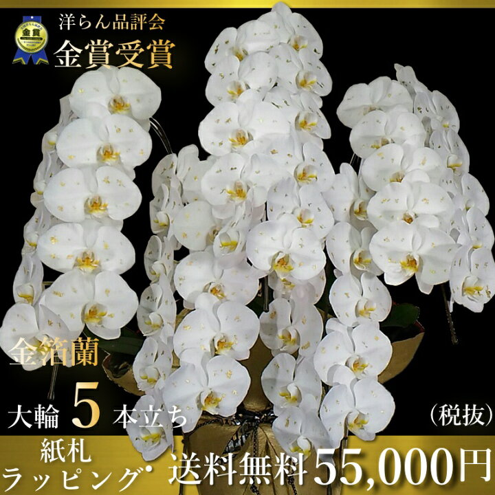 楽天市場 金箔胡蝶蘭5本立ち金箔蘭正月 胡蝶蘭専門店 ギフトフラワー