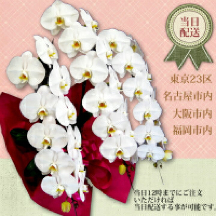 楽天市場 福岡市 大阪市 東京23区 名古屋市 横浜市 当日配送 胡蝶蘭3本立ち 胡蝶蘭3本立ち大輪 開店祝い 還暦祝い お祝い 胡蝶蘭 3本立ち 胡蝶蘭 送料無料 お祝い花 開店祝い お祝い花 お供え花 ラン 胡蝶蘭 胡蝶蘭 お祝い株主総会正月 胡蝶蘭専門店 楽天市場 福岡市 大阪市 東京23区 名古屋市 横浜市 当日配送 胡蝶蘭3本立ち 胡蝶蘭3本立ち大輪 開店祝い 還暦祝い お祝い 胡蝶蘭 3本立ち 胡蝶蘭 送料無料 お祝い花 開店祝い お祝い花 お供え花 ラン 胡蝶蘭 胡蝶蘭 お祝い株主総会正月 胡蝶蘭専門店