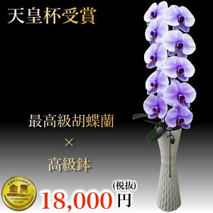 珍しい 胡蝶蘭の人気商品 通販 価格比較 価格 Com