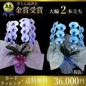 生花 胡蝶蘭 ブルーエレガンスの通販 価格比較 価格 Com