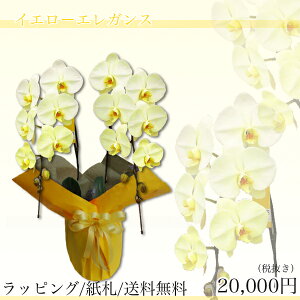 胡蝶蘭 黄色の人気商品 通販 価格比較 価格 Com