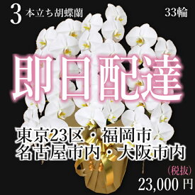 楽天市場 胡蝶蘭 当日配送の通販
