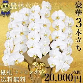 楽天市場 開店祝い 胡蝶蘭 福岡の通販