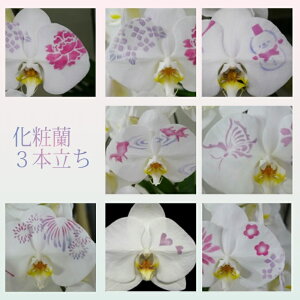 ϗ/ϗ3{/ϗ3{/ϗv`i(PVE)/X}Xe/@vH@Ε銔呍͂Ȃ₩