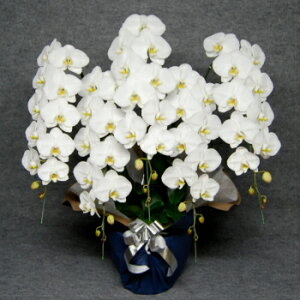 Ӓ5{60ֈȏ(Q܂)Ӓ5{EӒ(R`E)Ӓ5{/Ӓ 5{/Ӓ /ԁE@ yEӒzӒ@vH@